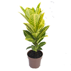 Croton Canarinho P17