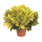 Cróton Canarinho Pote 24