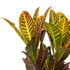 Cróton Hibrido Petra Pote 19