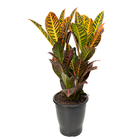 Cróton Hibrido Petra Pote 19