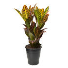 Cróton Hibrido Petra Pote 19