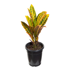 Cróton Hibrido Petra Pote 24