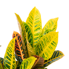 Cróton Hibrido Petra Pote 24