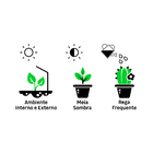 Cróton Hibrido Petra Pote 24