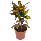 Cróton Híbrido Pote 19