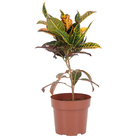 Cróton Híbrido Pote 19