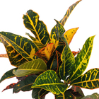 Cróton Híbrido Pote 19