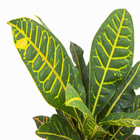 Cróton Híbrido Pote 19