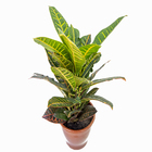 Cróton Híbrido Pote 19