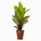 Cróton Híbrido Pote 19