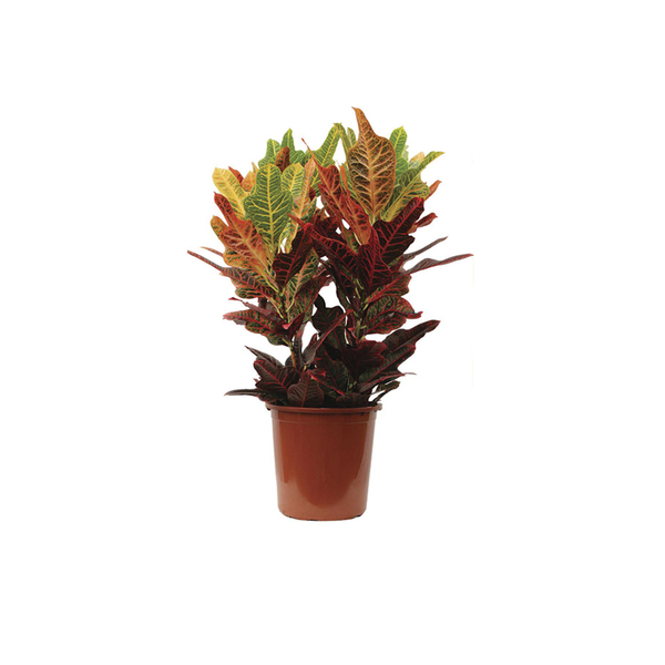 Cróton Híbrido Pote 24