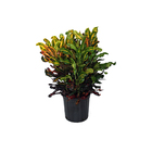 Cróton Mammy Pote 24