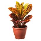 CROTON P24
