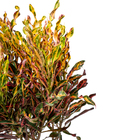 Cróton Parafuso Variegatum Grande Planta Natural