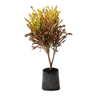 Cróton Parafuso Variegatum Grande Planta Natural