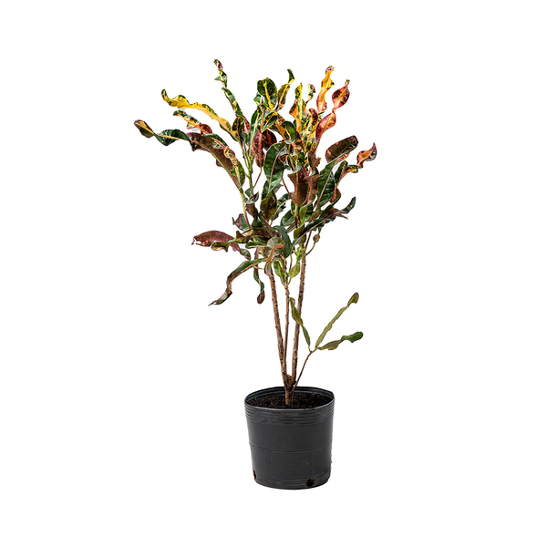 Cróton Parafuso Variegatum Grande Planta Natural