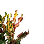 Cróton Parafuso Variegatum Grande Planta Natural