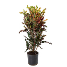 Cróton Parafuso Variegatum Grande Planta Natural