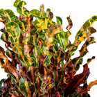 Cróton Parafuso Variegatum Grande Planta Natural