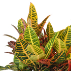 Croton Petra Pt35