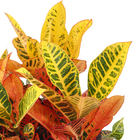 Croton Petra Pt35