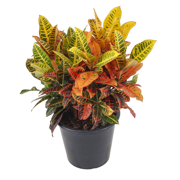 Croton Petra Pt35