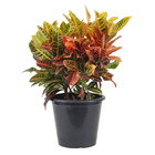 Croton Petra Pt35