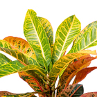 Cróton Petra Variegatum Médio Planta Natural