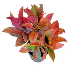 Cróton Petra Variegatum 'Petra' Médio Planta Natural