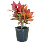 Cróton Petra Variegatum 'Petra' Médio Planta Natural