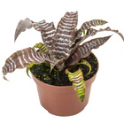 Cryptanthus Zonatus Pote 9