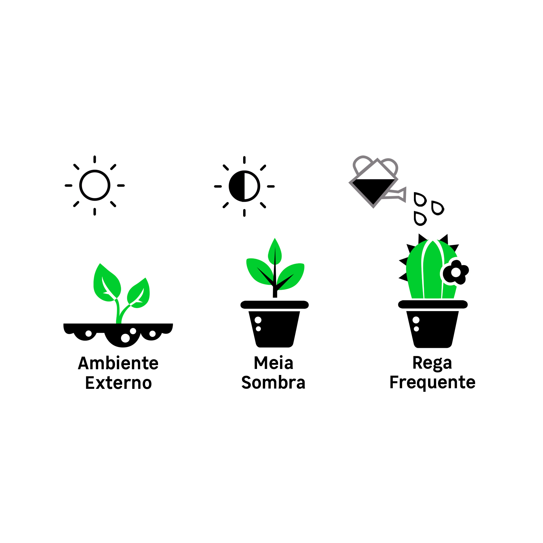 Cúrcuma Sessilis Pote 15 Planta Natural: Como Cuidar