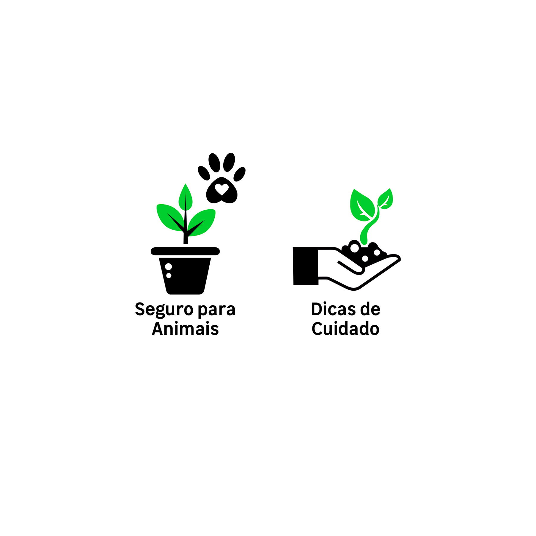 Cúrcuma Sessilis Pote 15 Planta Natural: Como Cuidar