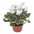 Cyclamen Mini Pote 11