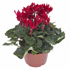 Cyclamen Mini Pote 11