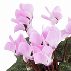 Cyclamen Mini Pote 11