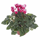 Cyclamen Mini Pote 11