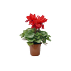 Cyclamen Pote 14