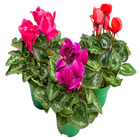 Cyclamen Pote 14