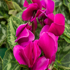 Cyclamen Pote 14