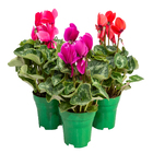 Cyclamen Pote 14