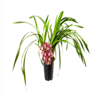 CYMBIDIUM P18 MIN 1 HT PENDENTE