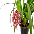 CYMBIDIUM P18 MIN 1 HT PENDENTE