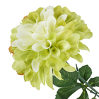 Dalia Frantonio Chá