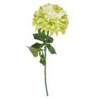 Dalia Frantonio Chá