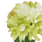 Dalia Frantonio Chá