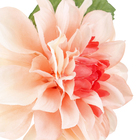 Dalia Silvestre Salmão