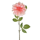 Dalia Silvestre Salmão