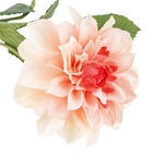 Dalia Silvestre Salmão