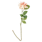 Dalia Silvestre Salmão